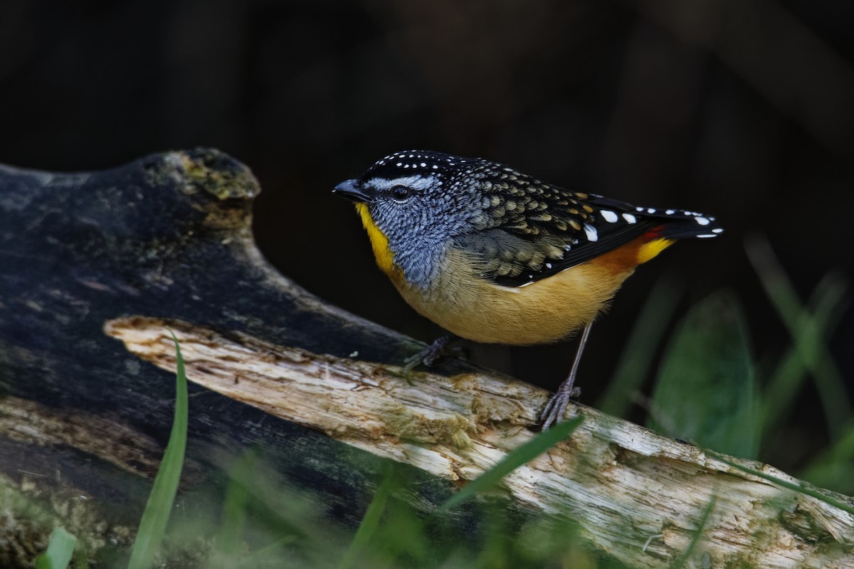 Spotted Pardalote - ML598651651