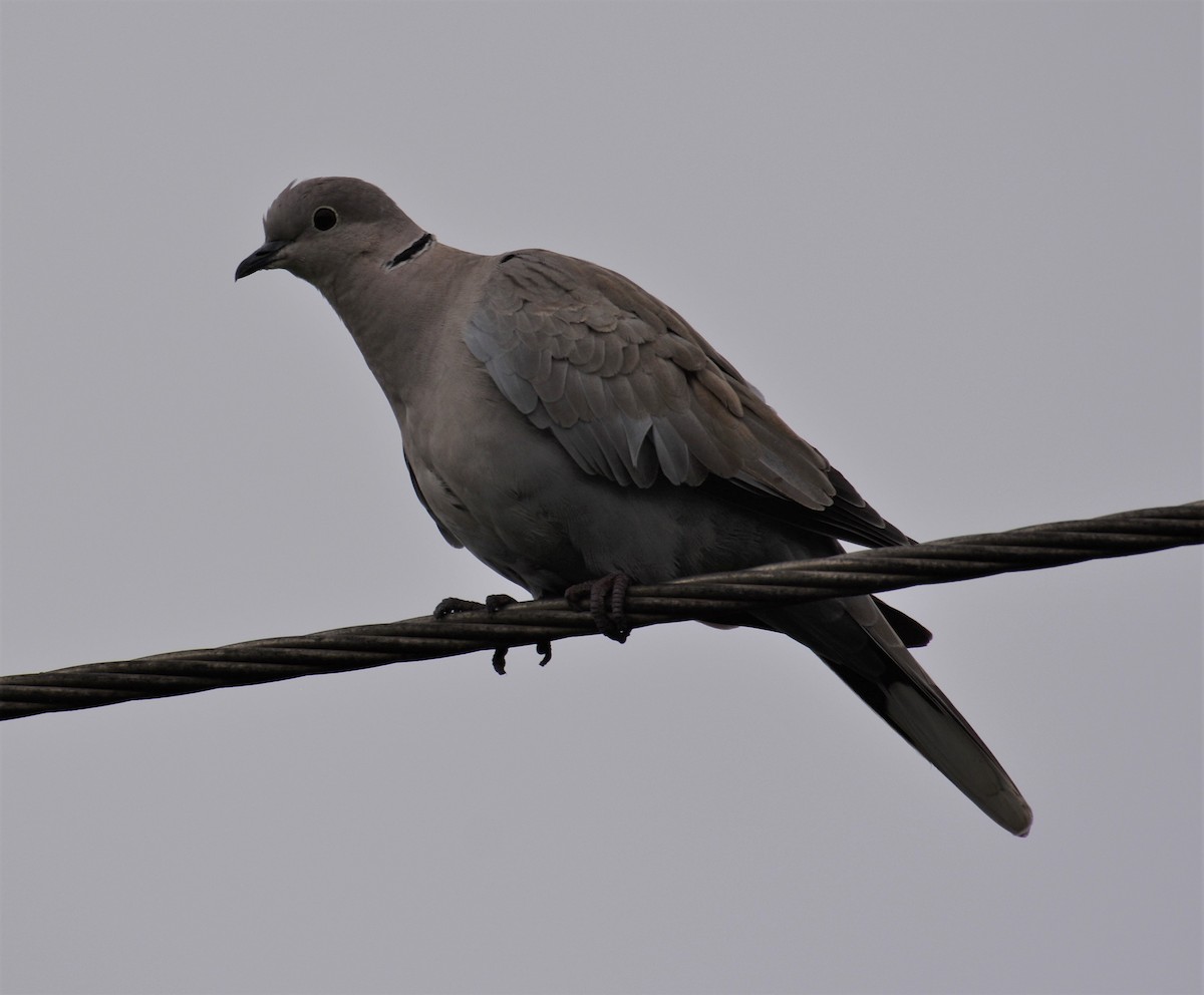 Red Collared-Dove - ML598652201