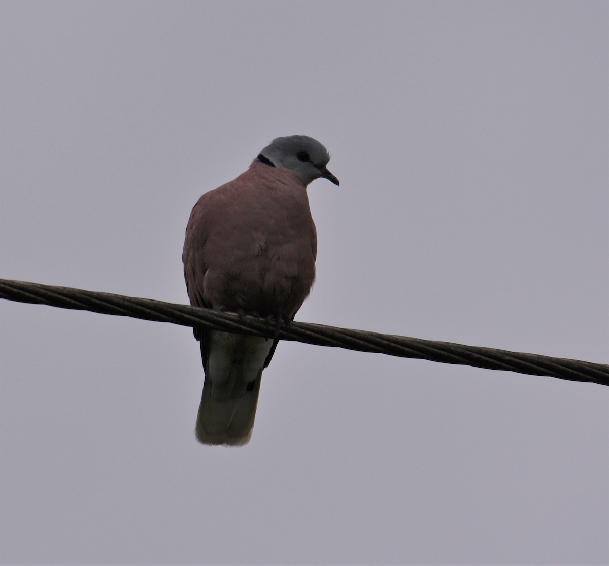 Red Collared-Dove - ML598652221