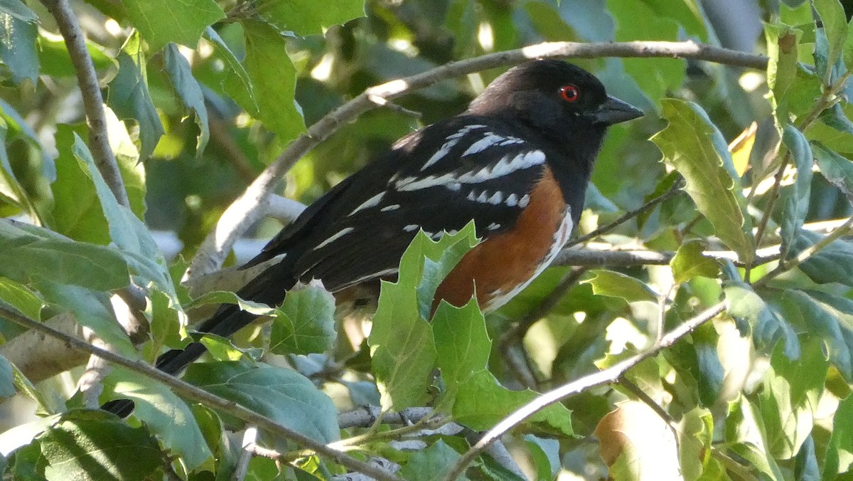 Spotted Towhee - ML598653491
