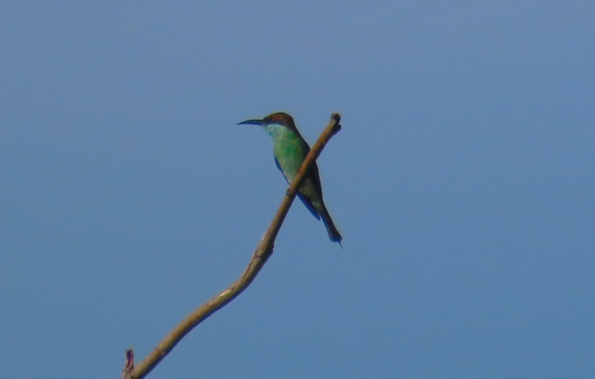 Blue-throated Bee-eater - ML598654481