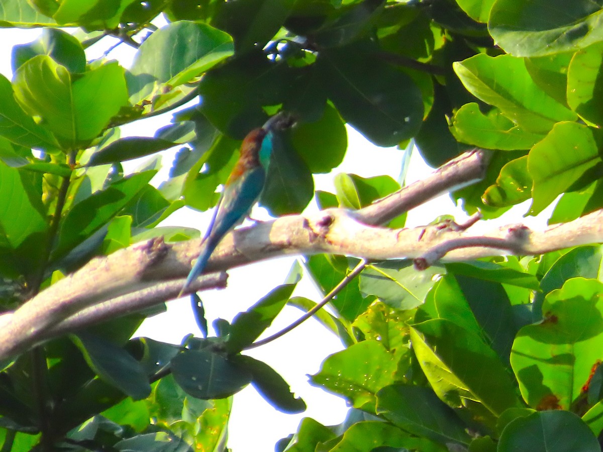 Blue-throated Bee-eater - ML598654491