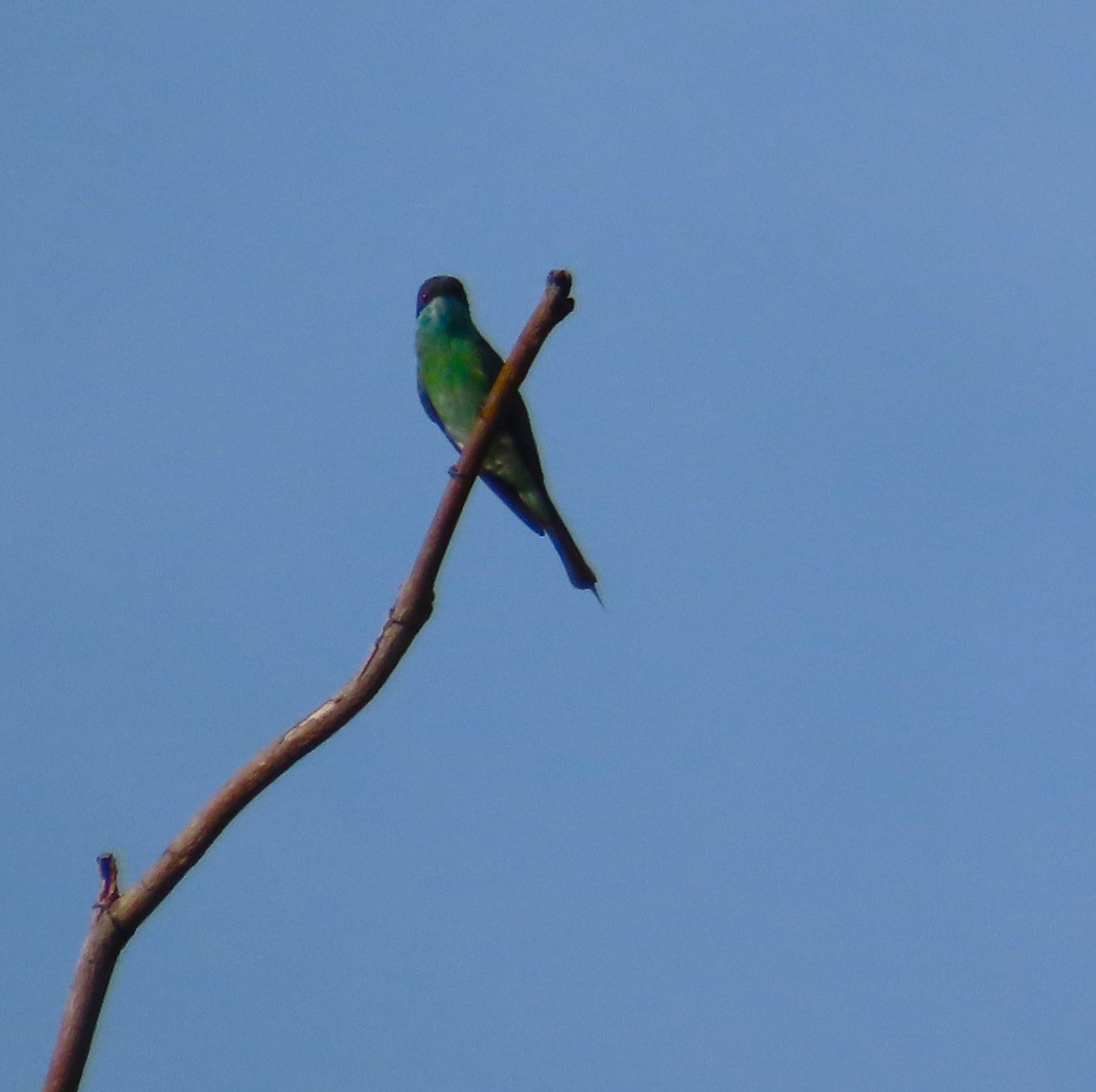 Blue-throated Bee-eater - ML598654501