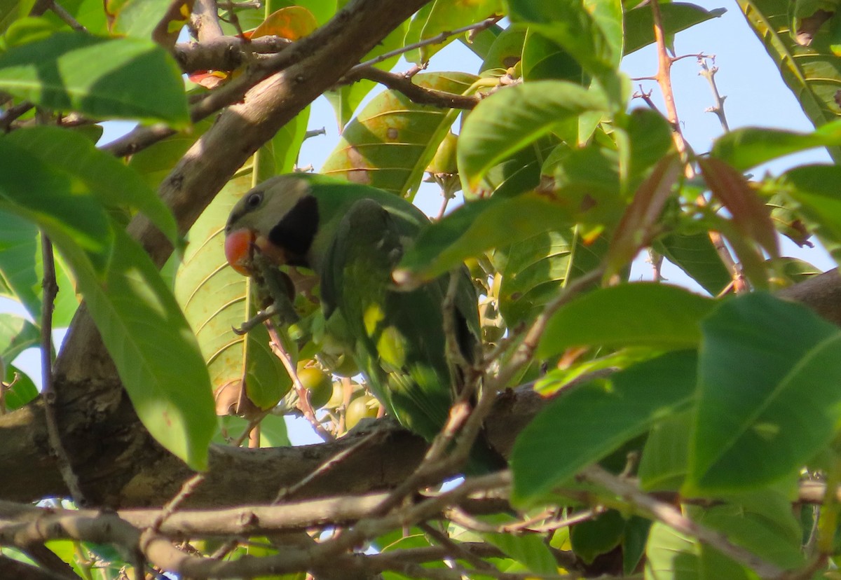 Red-breasted Parakeet - ML598654511
