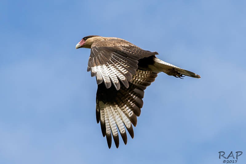 Crested Caracara (Southern) - ML59865621