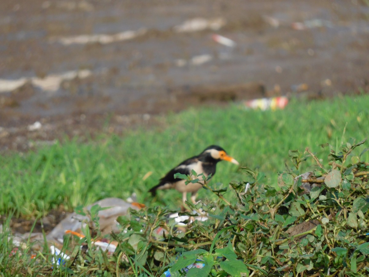 Indian Pied Starling - ML598656421