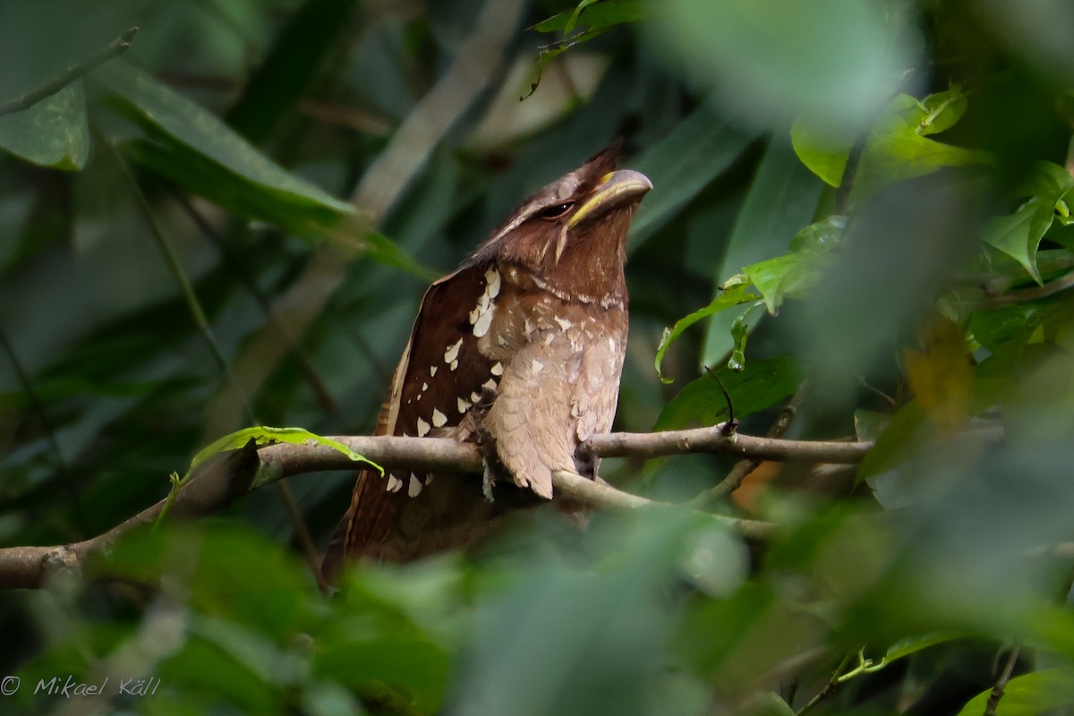 Dulit Frogmouth - ML598657811