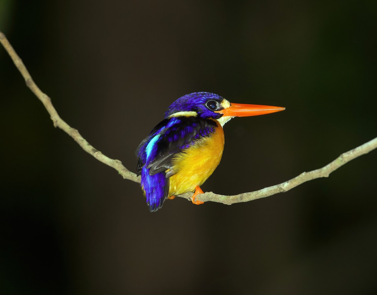Moluccan Dwarf-Kingfisher (North Moluccan) - ML598664091