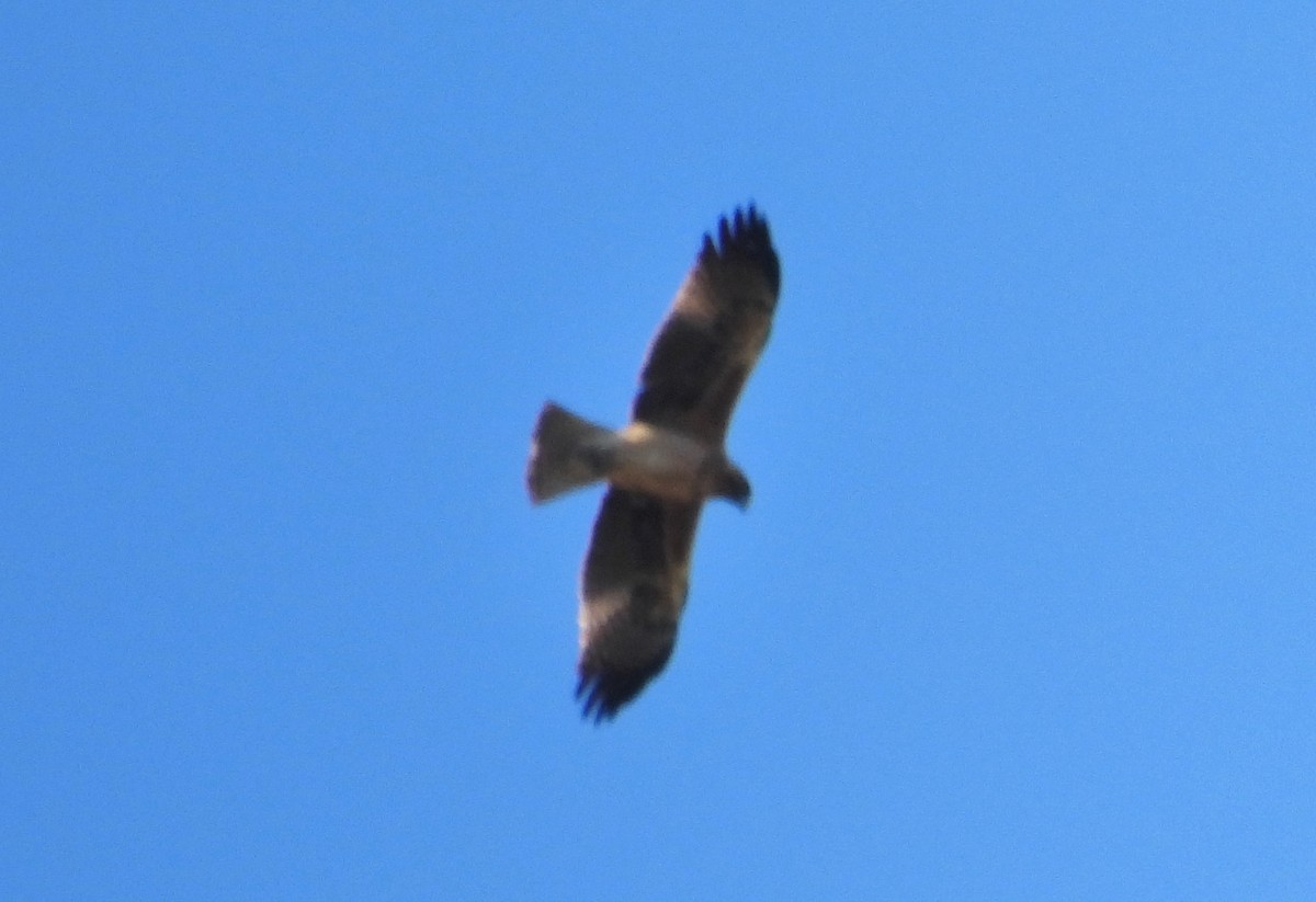 Австралийский орёл-карлик - ML598670381