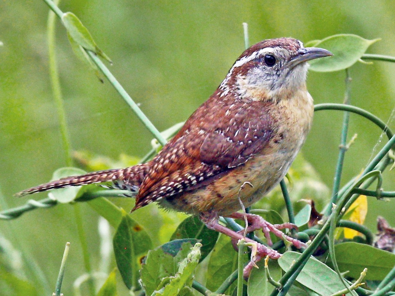 Carolina Wren EBird