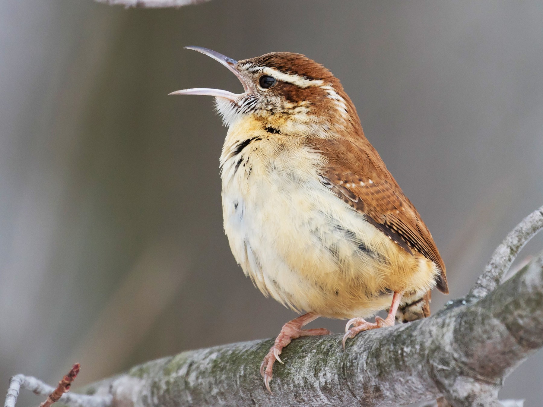 Carolina Wren - Chris Thomas