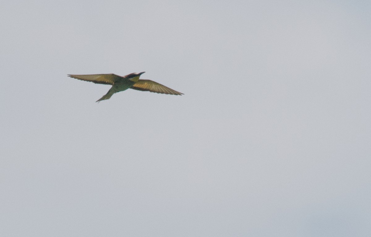 European Bee-eater - ML598672891