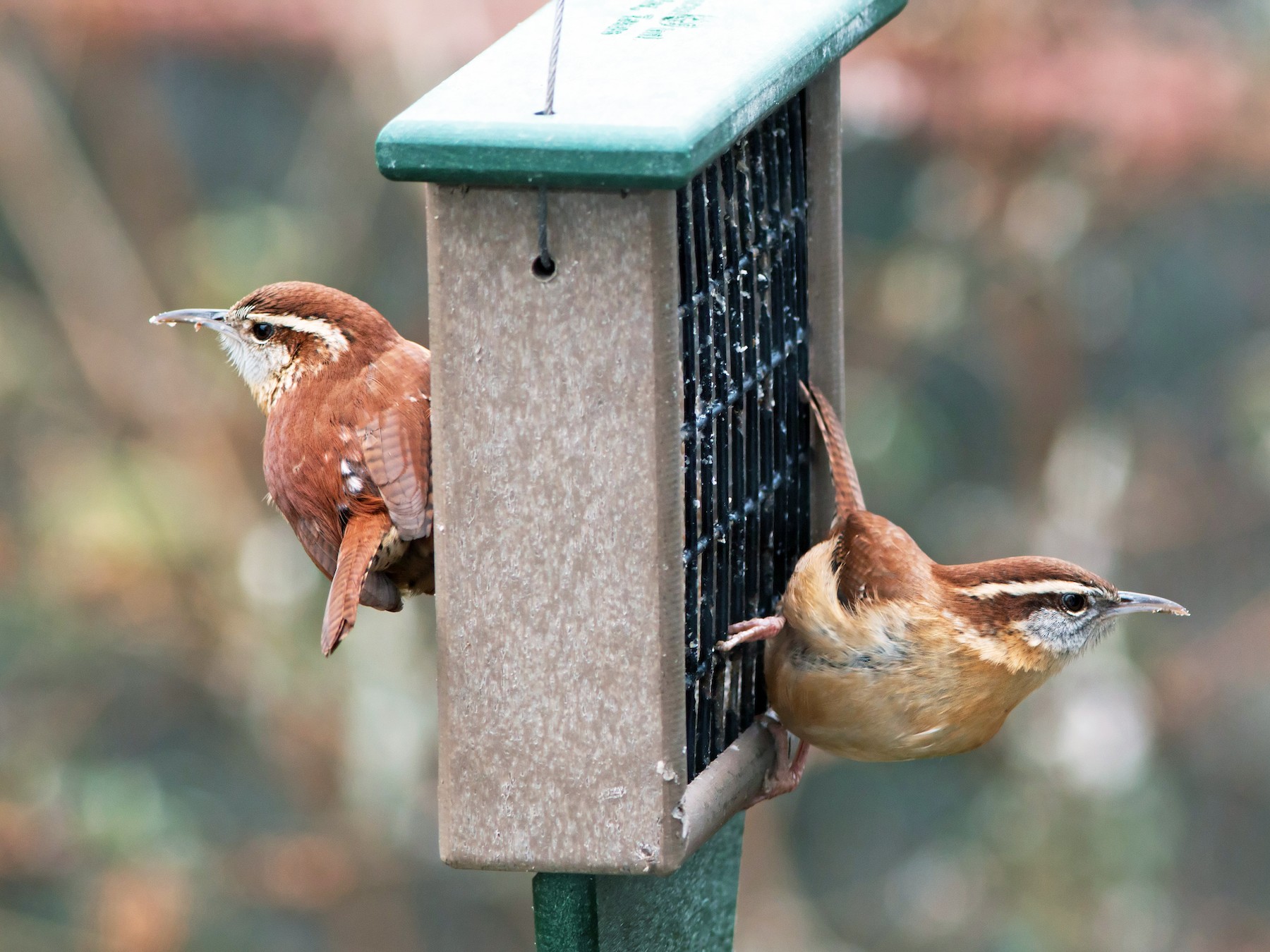 Carolina Wren - P Smith