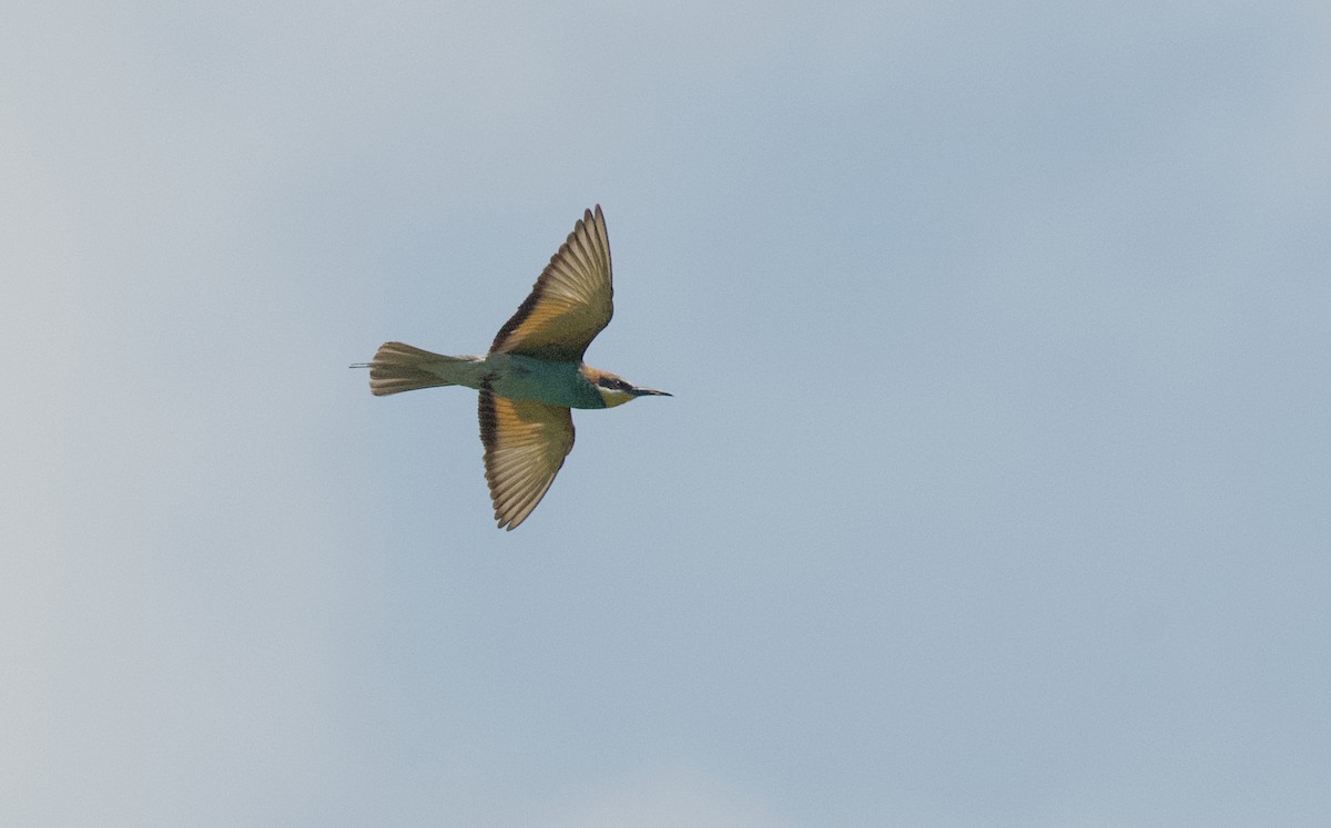 European Bee-eater - ML598672911