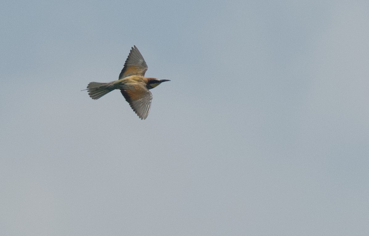 European Bee-eater - ML598672921