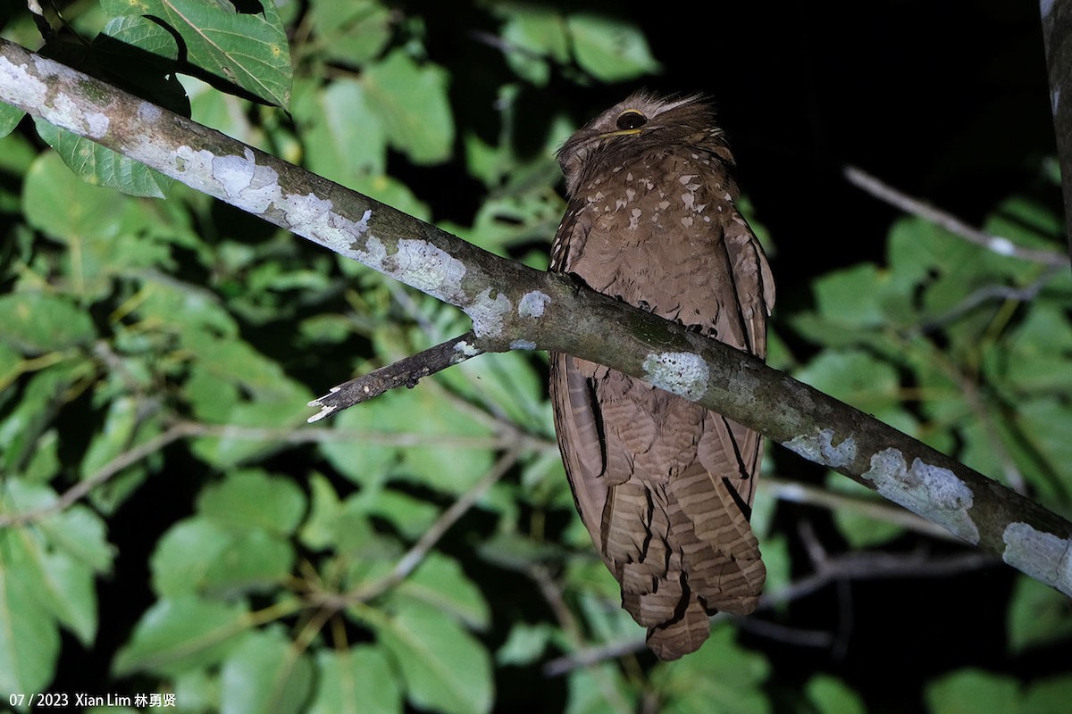 Large Frogmouth - ML598673941