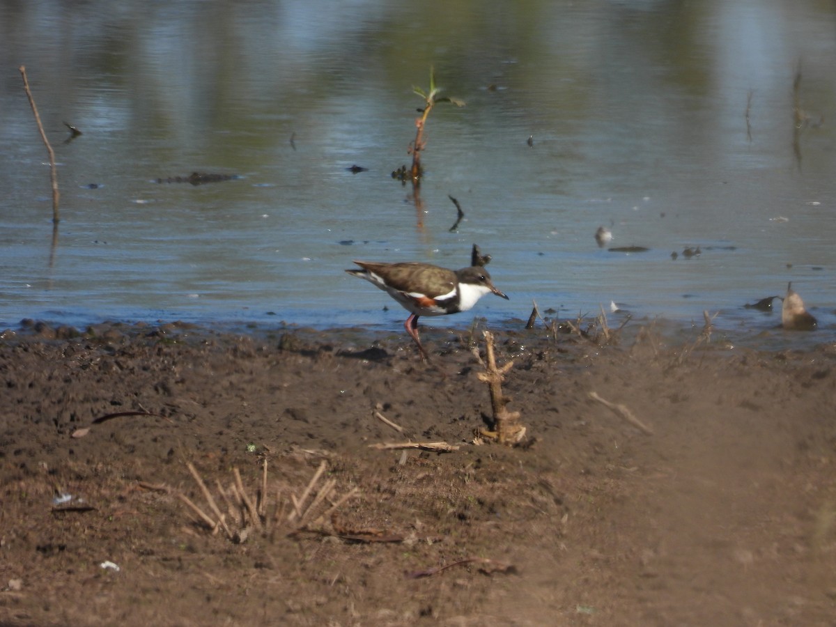 Red-kneed Dotterel - ML598676691