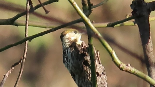 Brown-capped Pygmy Woodpecker - ML598677031