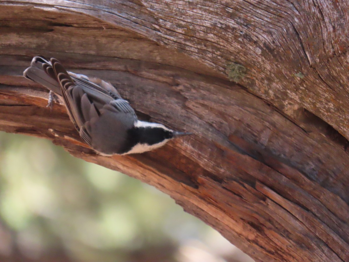 White-breasted Nuthatch - ML598678811