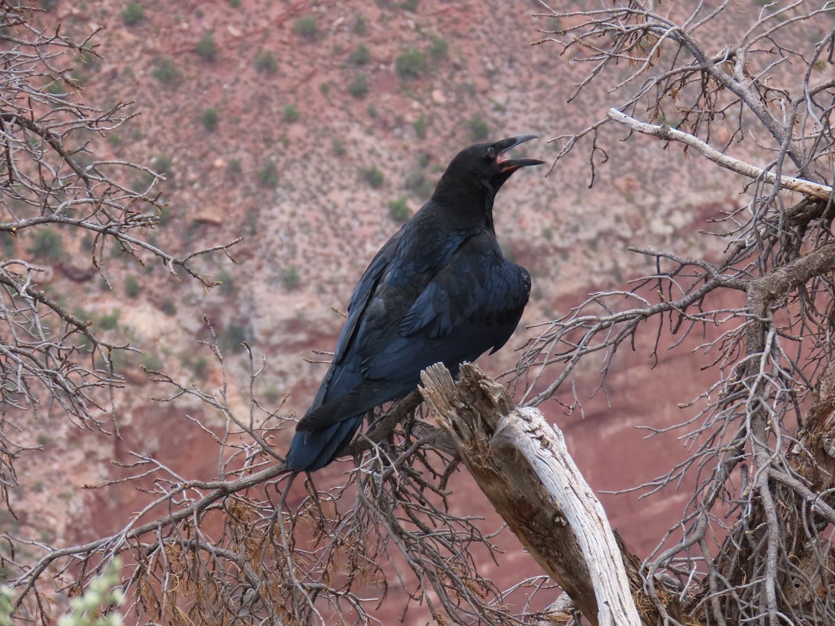 Common Raven - ML598679331