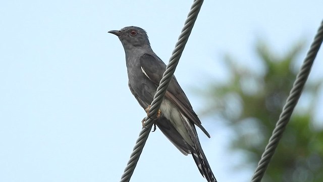 Gray-bellied Cuckoo - ML598679671