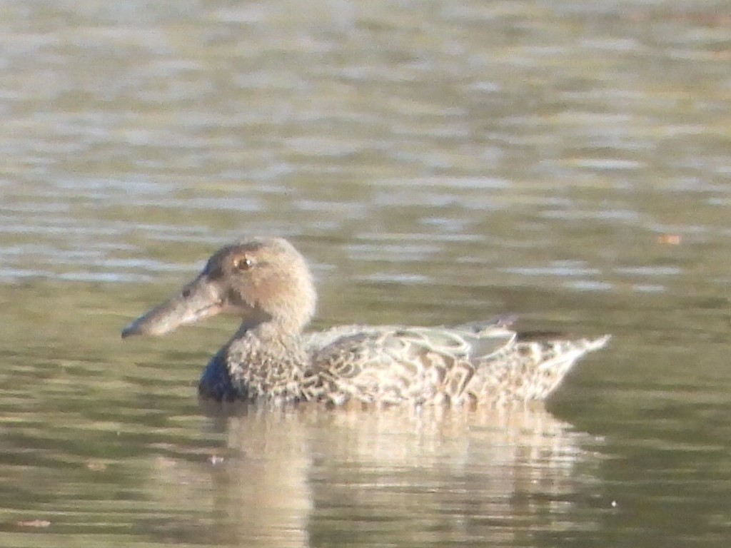 eBird Checklist - 30 Jul 2023 - Lake Apex Park (Gatton) - 36 species