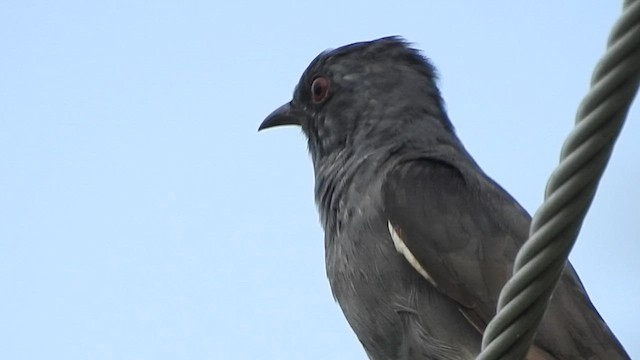 Gray-bellied Cuckoo - ML598679771