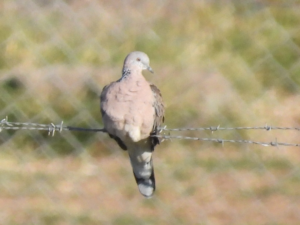 Spotted Dove - ML598680591