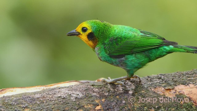 Multicolored Tanager - ML598682431
