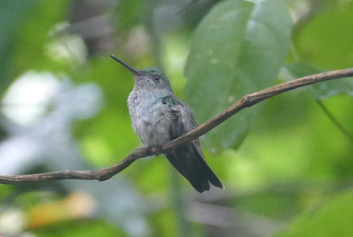 kolibřík vidloocasý - ML598683911