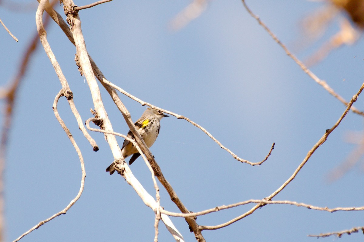 Yellow-rumped Warbler - ML598690331