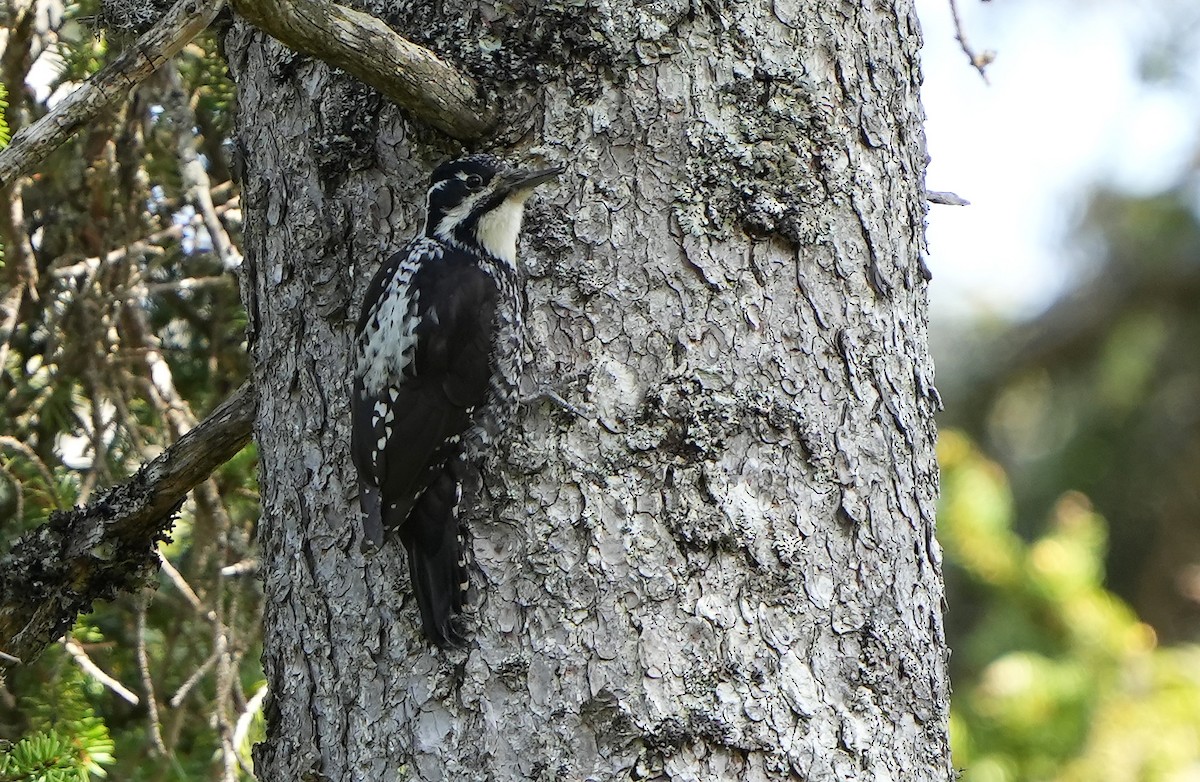 Eurasian Three-toed Woodpecker - ML598691951