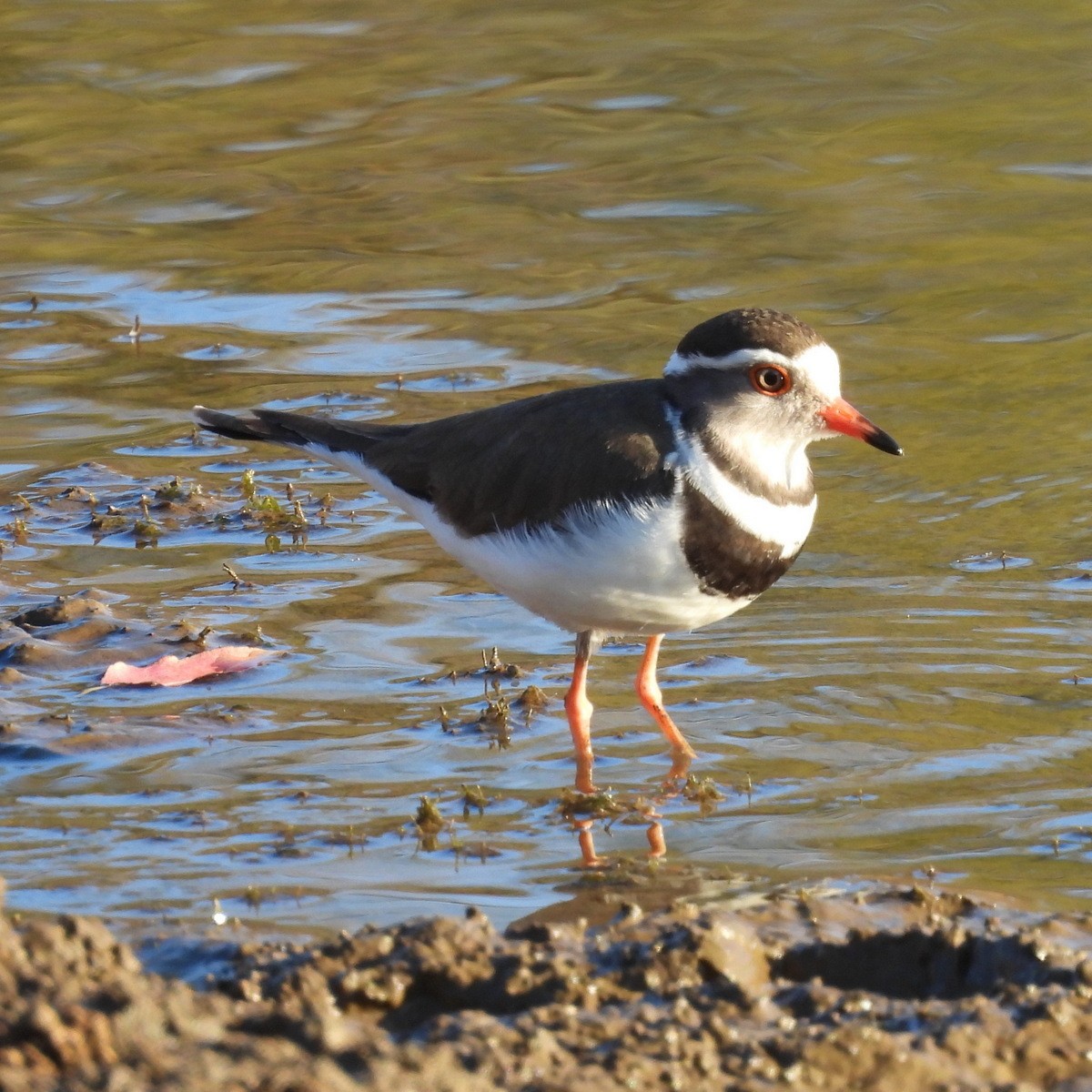 Three-banded Plover - ML598692581