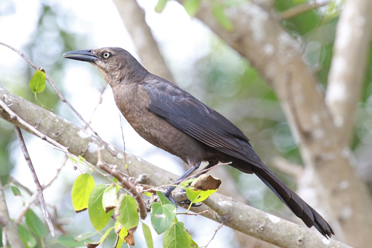 Great-tailed Grackle - ML59869371