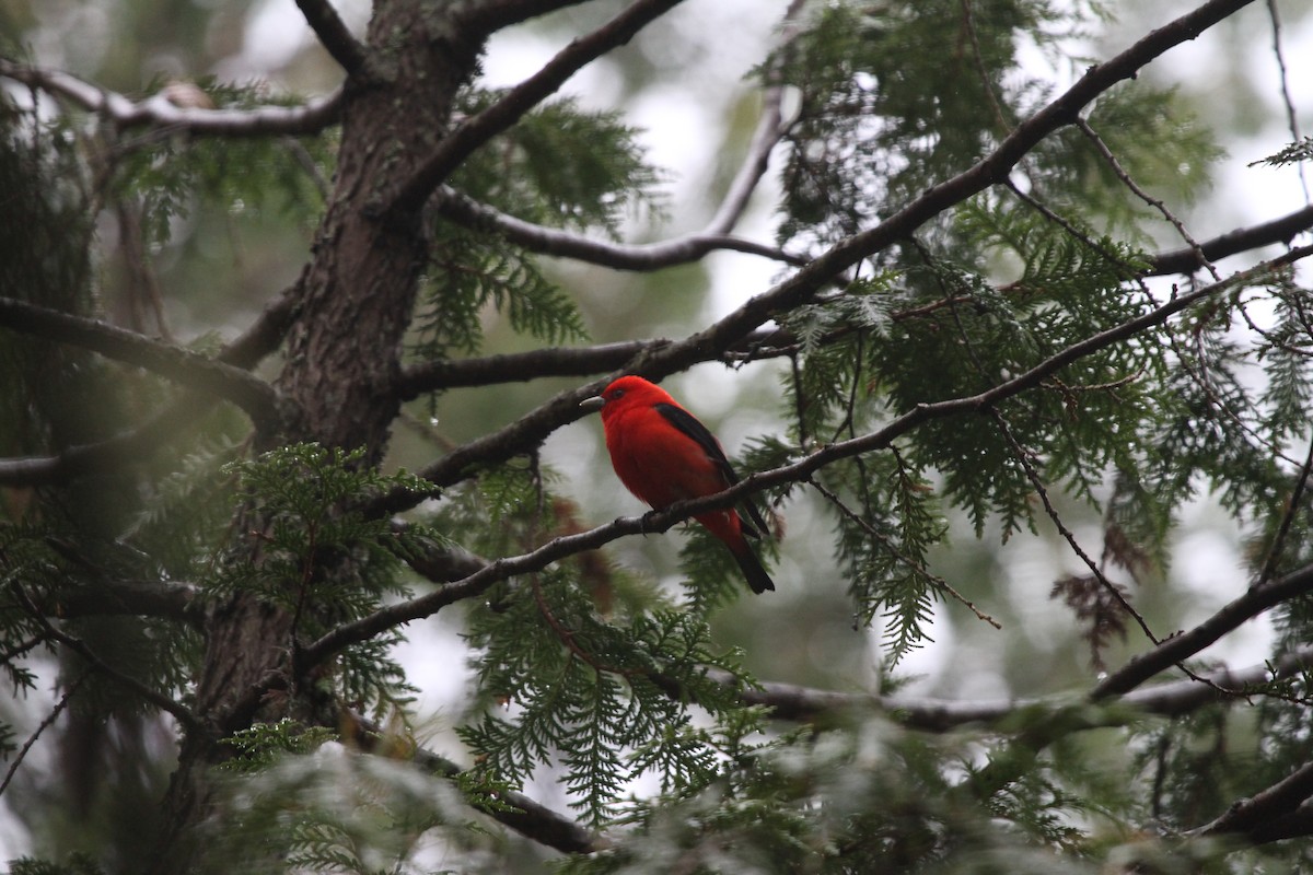 Scarlet Tanager - ML59869621