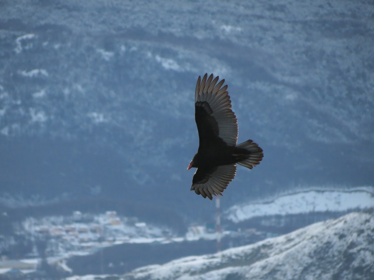 Turkey Vulture - ML598699171