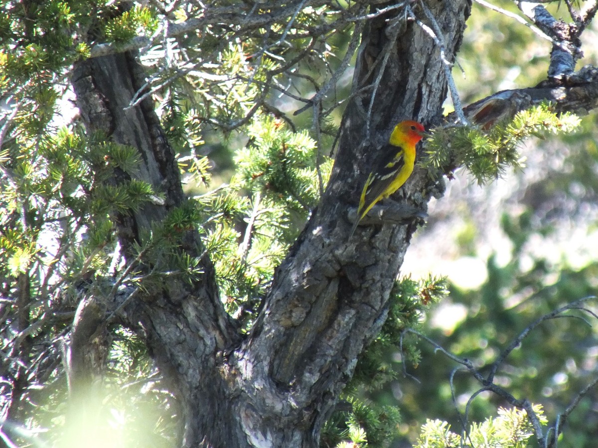 Western Tanager - ML598699601