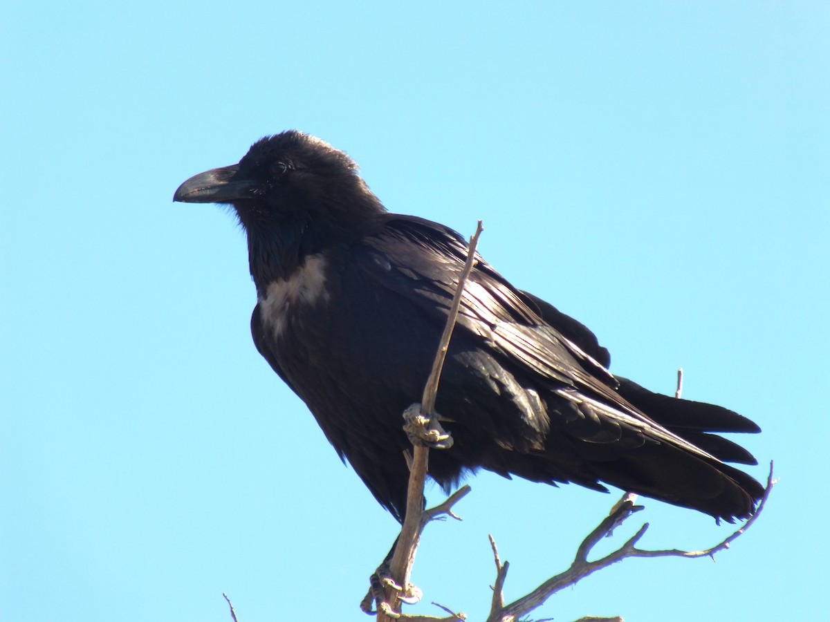 Common Raven - ML598701121