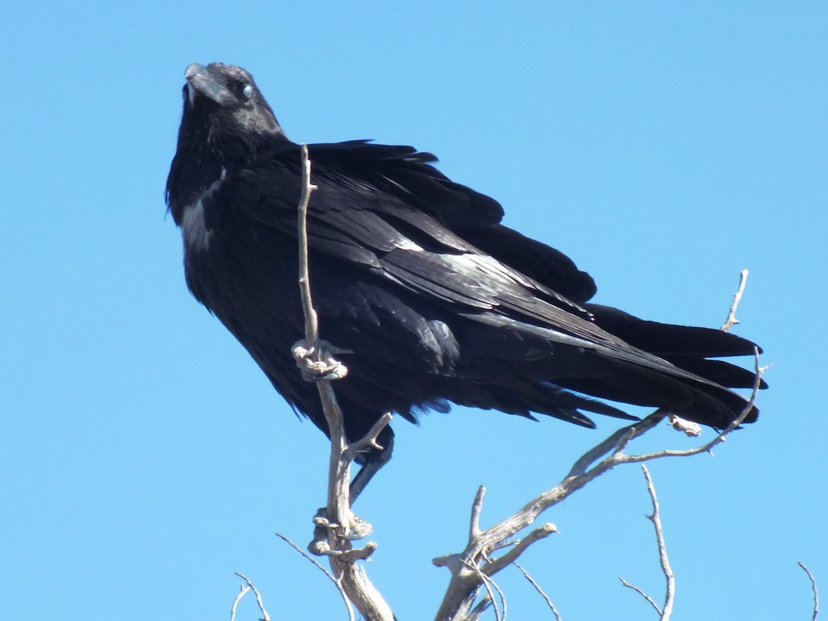 Common Raven - ML598701131