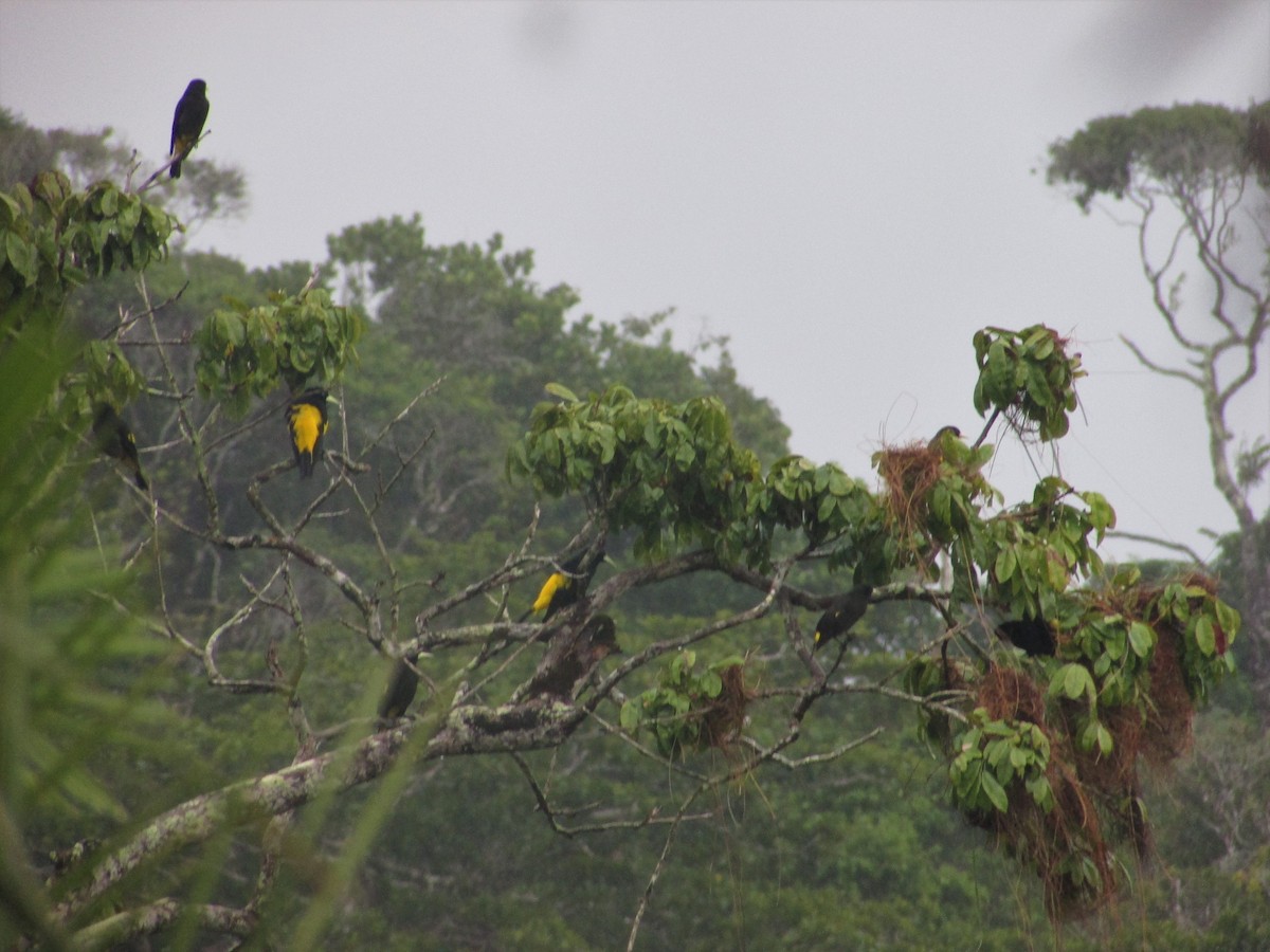 Yellow-rumped Cacique - ML598701891
