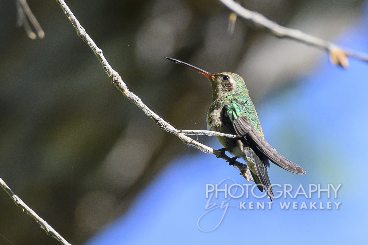 Broad-billed Hummingbird - ML598703561