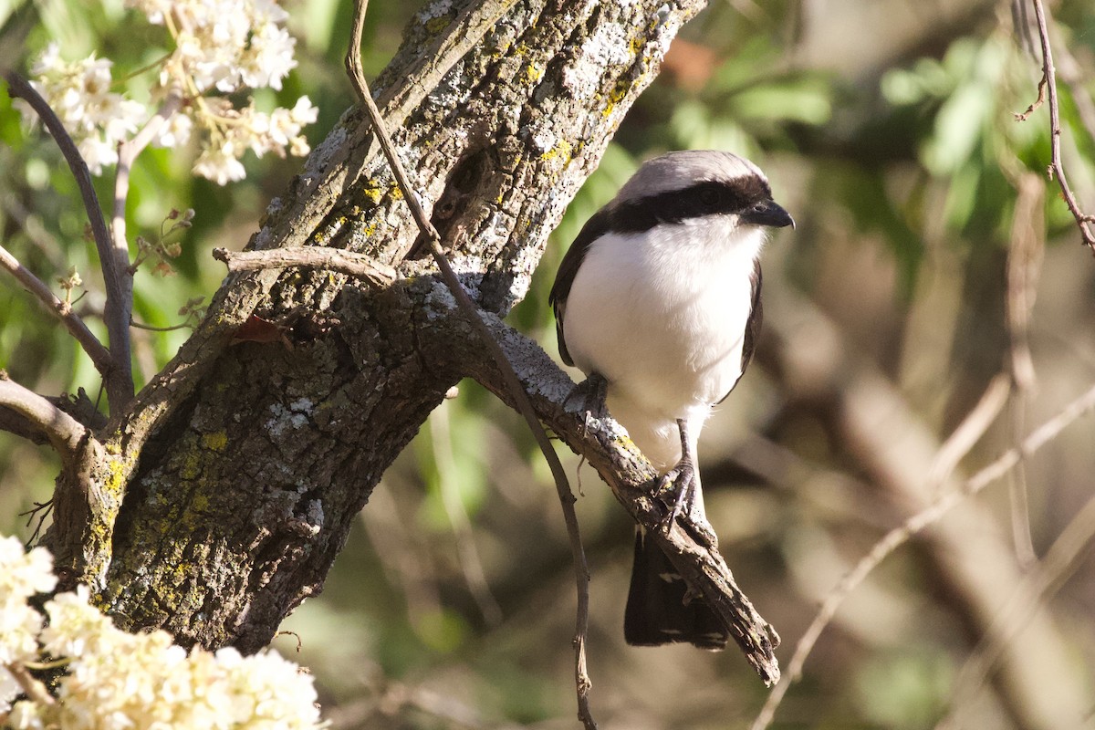 Gray-backed Fiscal - ML598705391