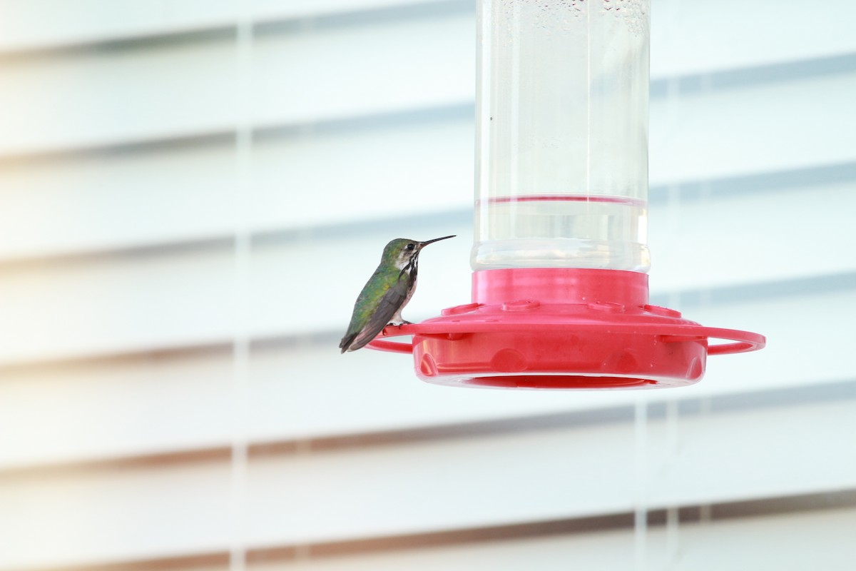 Calliope Hummingbird - Jesse Pline