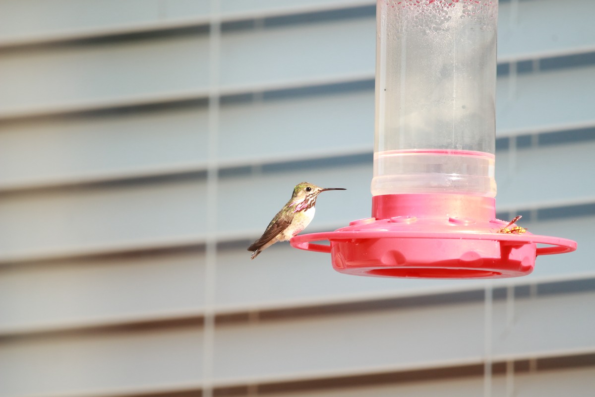 Calliope Hummingbird - ML598708821