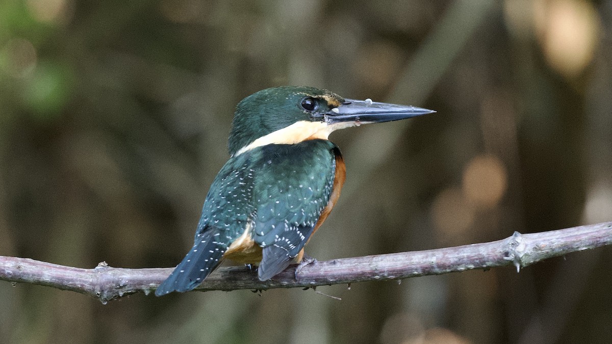 Green-and-rufous Kingfisher - ML598709651