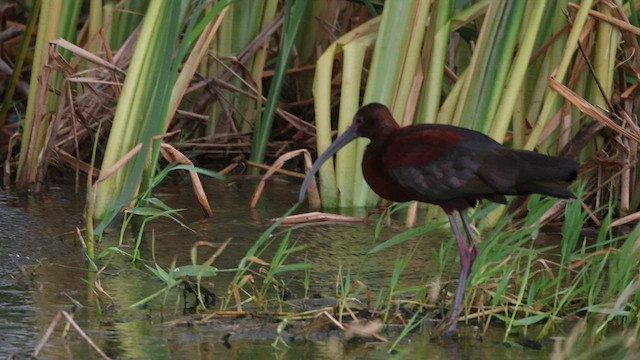 ibis americký - ML598711331