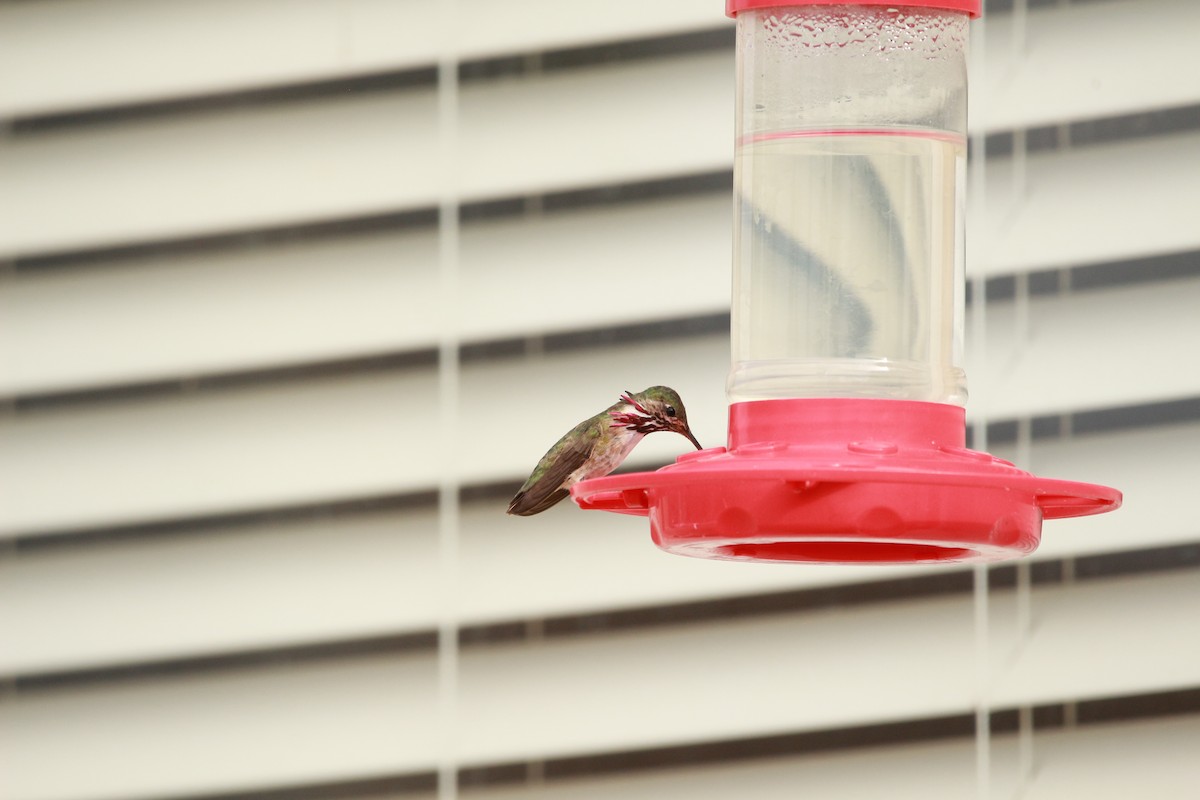 Calliope Hummingbird - ML598712191