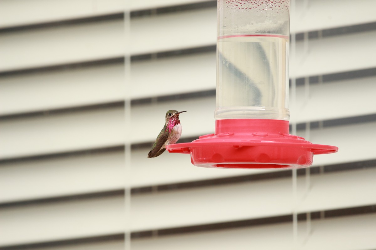 Calliope Hummingbird - ML598712231