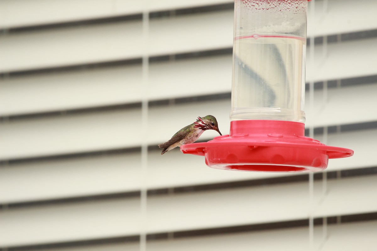 Calliope Hummingbird - ML598712391