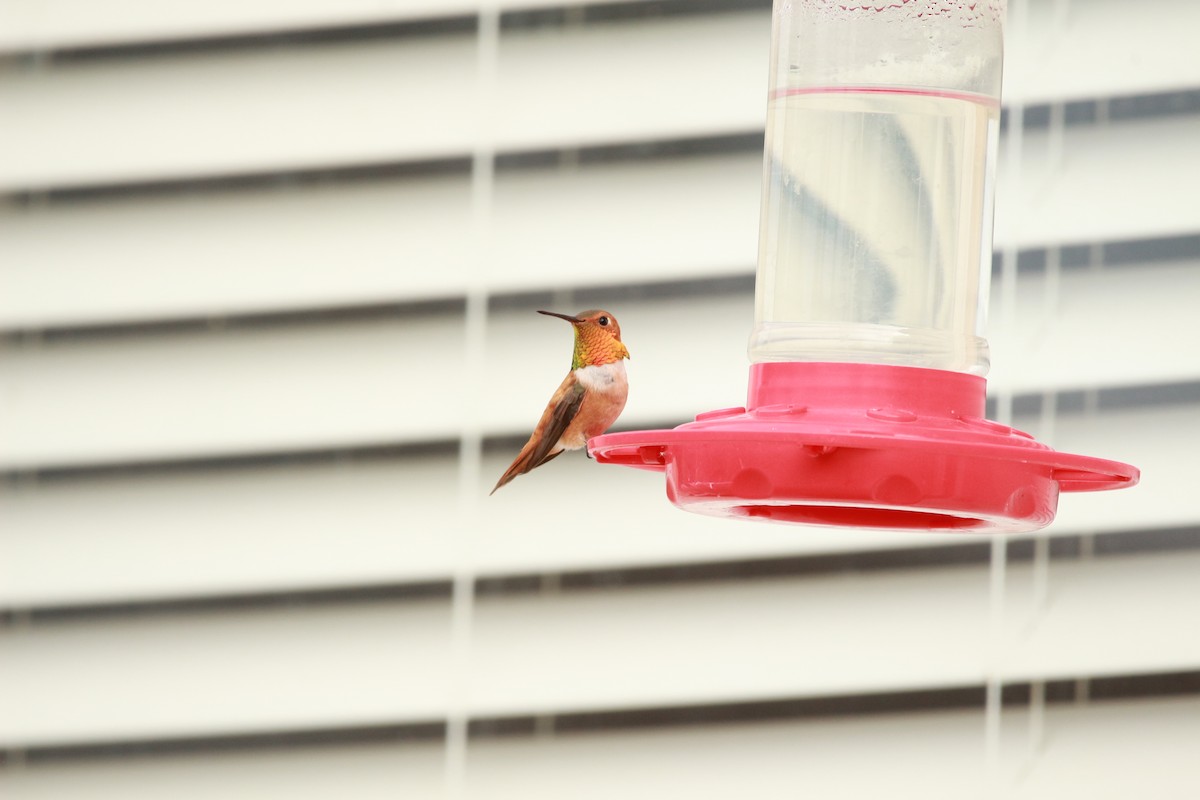Rufous Hummingbird - ML598712651